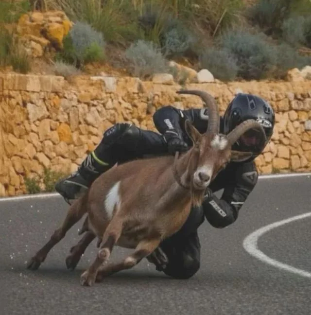 Motorcyclist with a goat