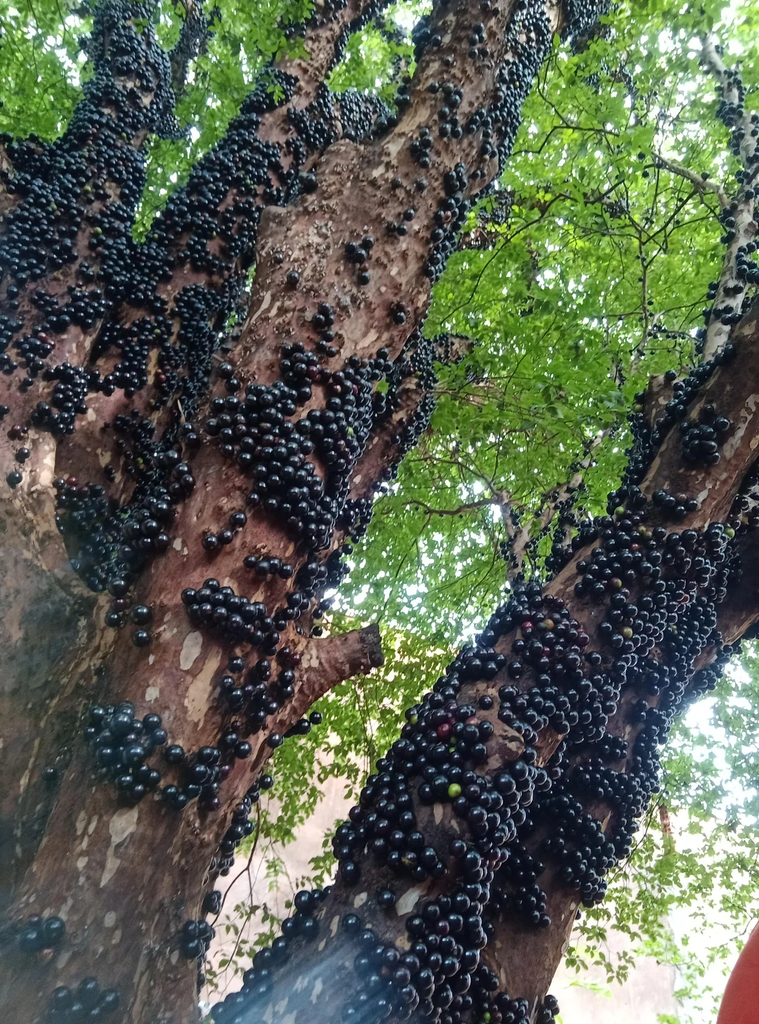 Jabuticaba tree