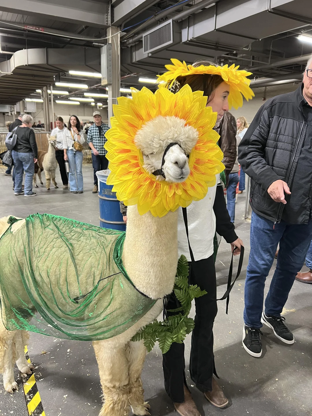 Alpaca in a sunflower costume