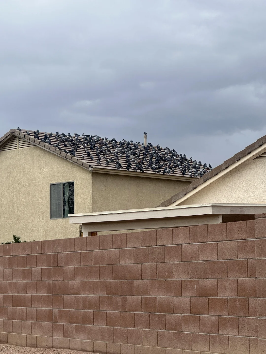Pigeon roof