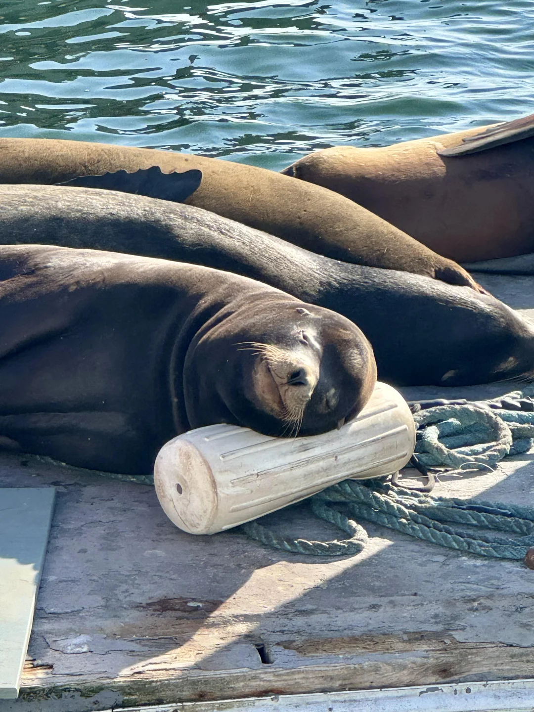 Luxurious sea lion