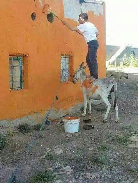 Donkey solutions