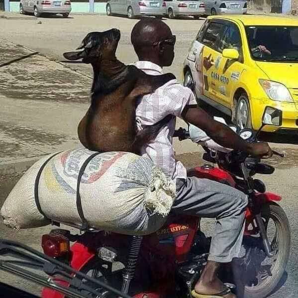 Motorcyclist With a Tiny Animal 