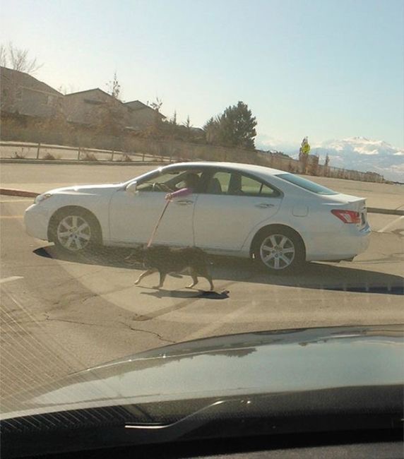 Man Driving While Walking His Dog