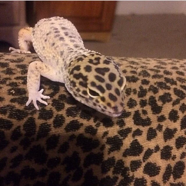 Camouflage level pro