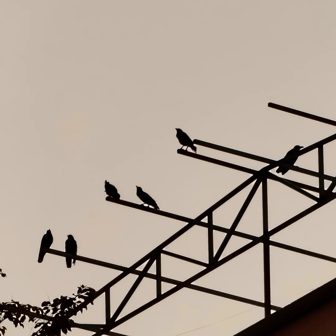 Birds in a meeting