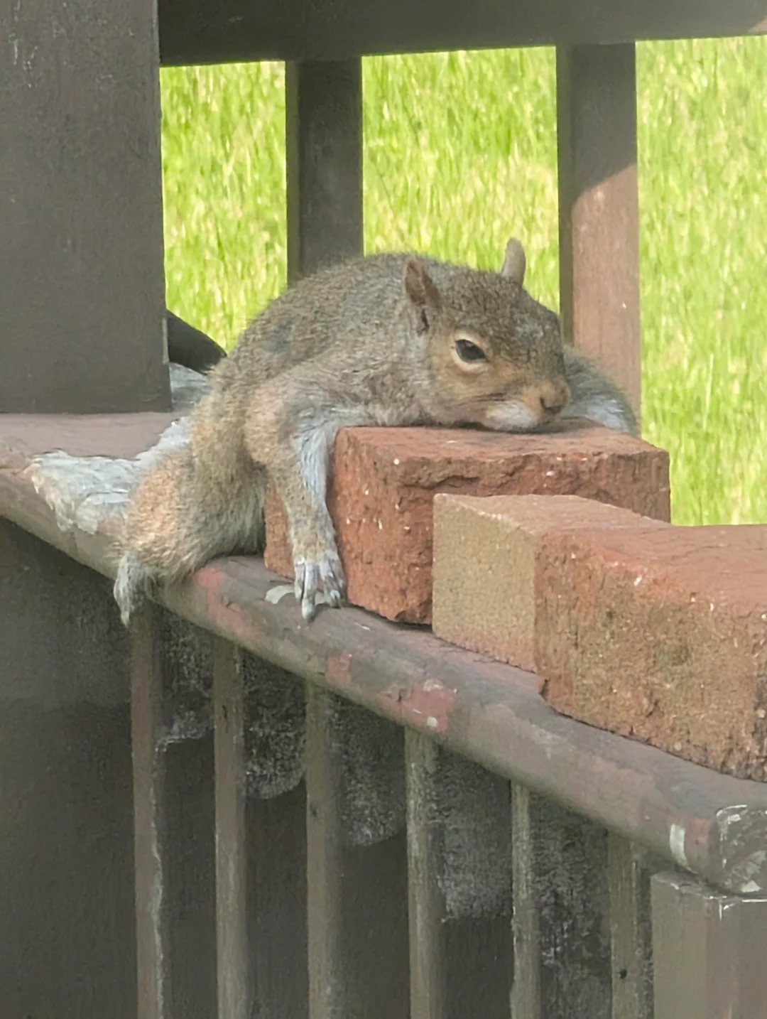 Monday squirrel