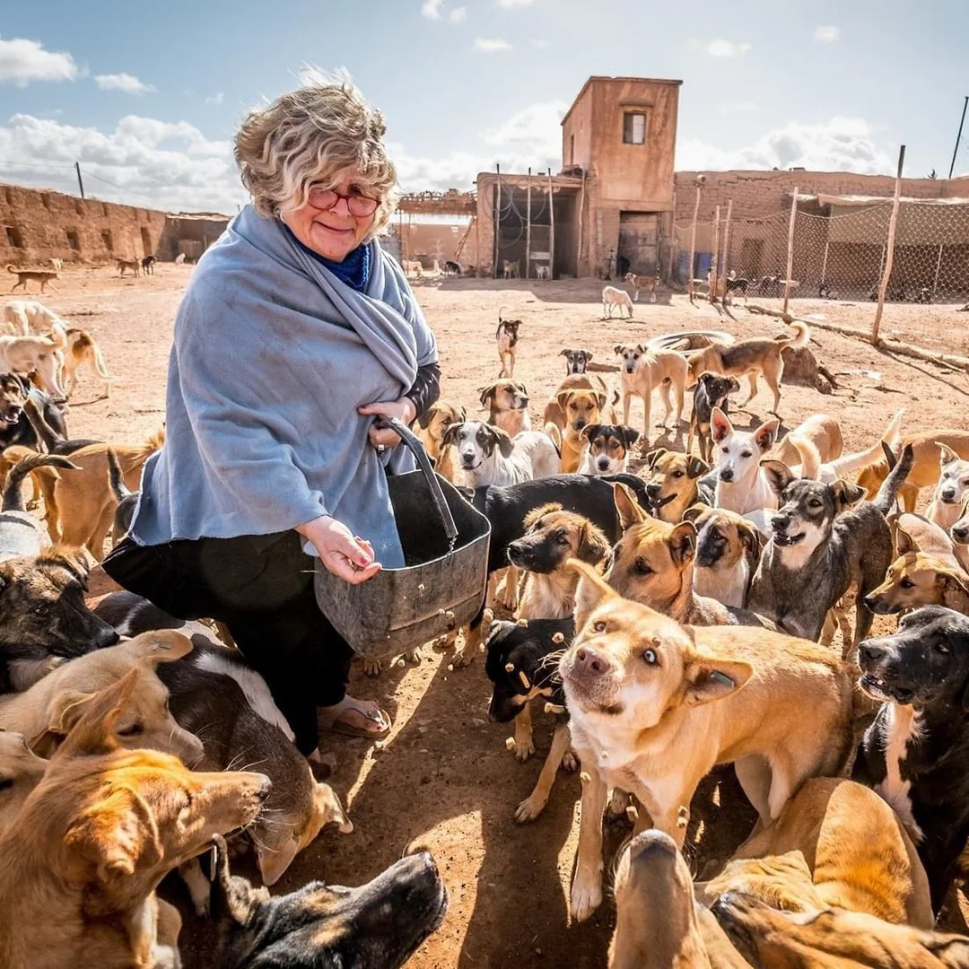 "900 hundred street rescues"