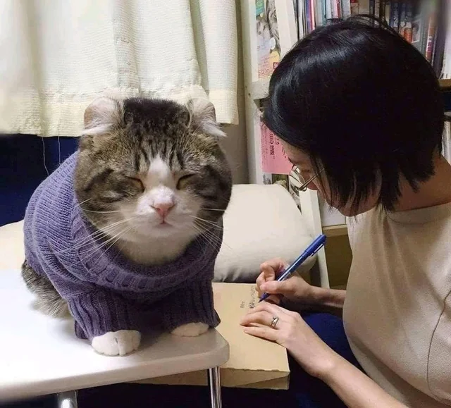 Huge cat in a sweater