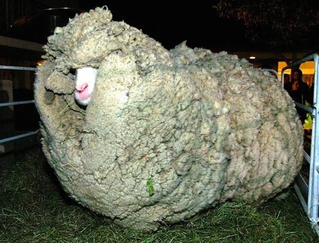A woolly sheep