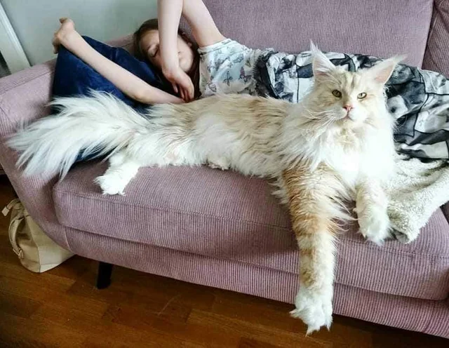 A fluffy big cat