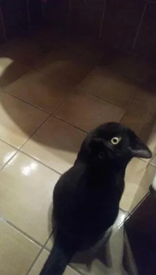 Crow or cat?