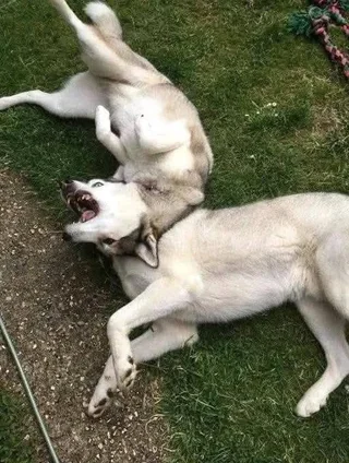 Two dogs, one head
