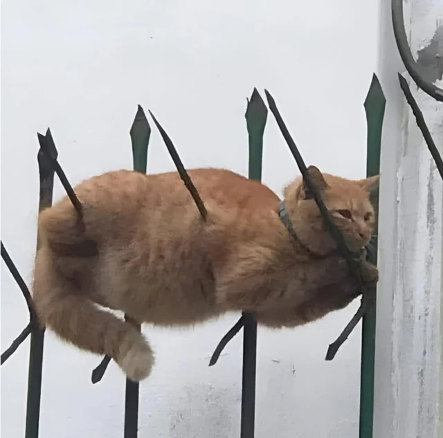 Impaled cat