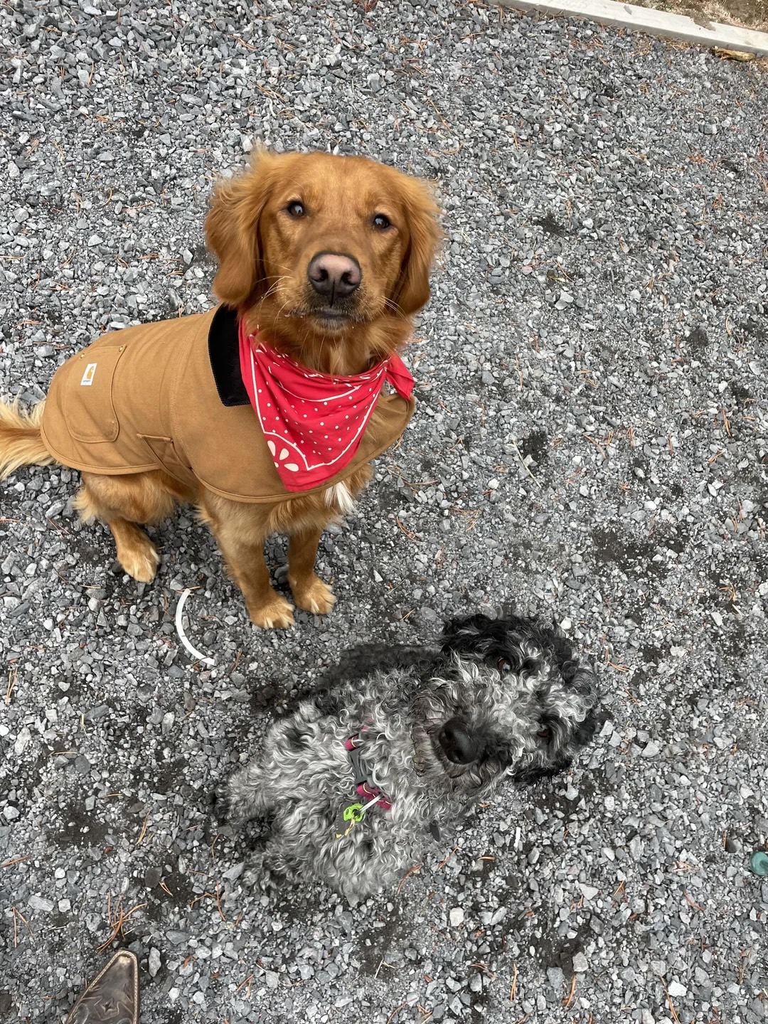 Two dogs, one is hidden