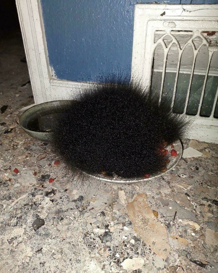 Black Hairy Thing