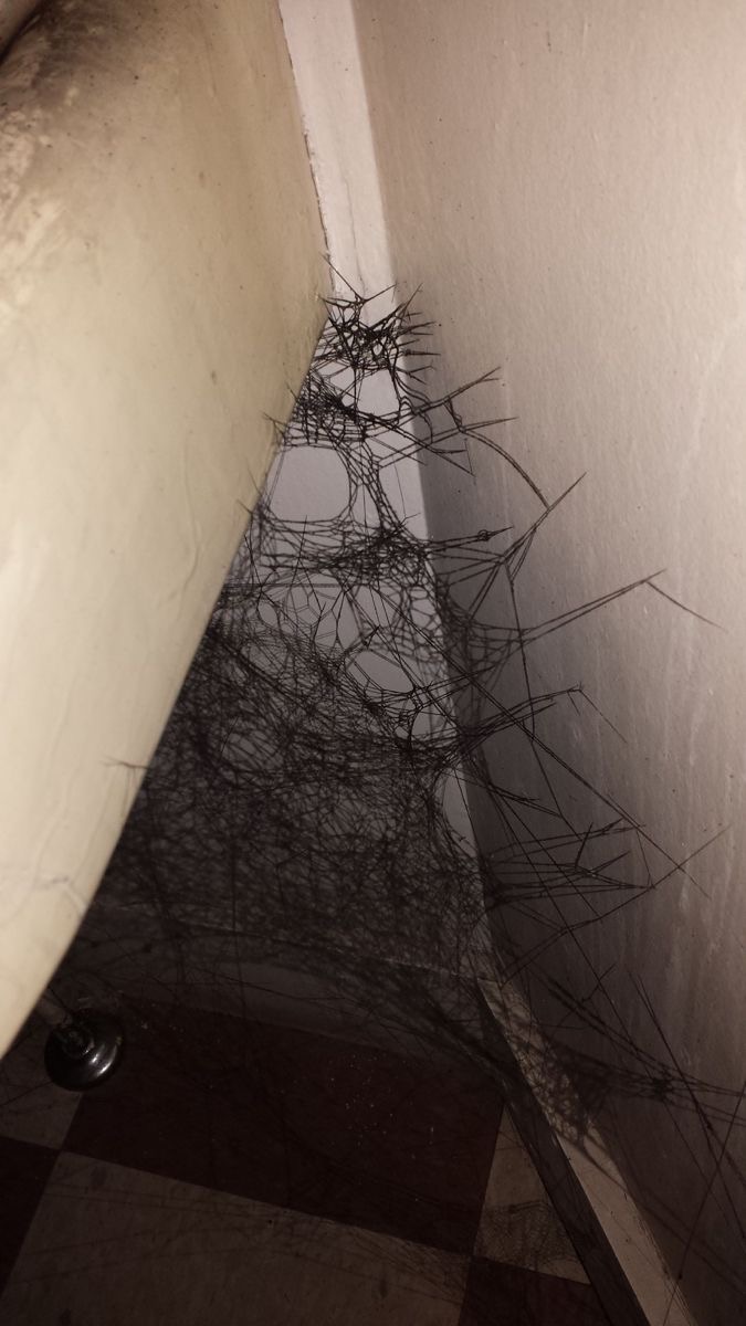 Spider Webs?
