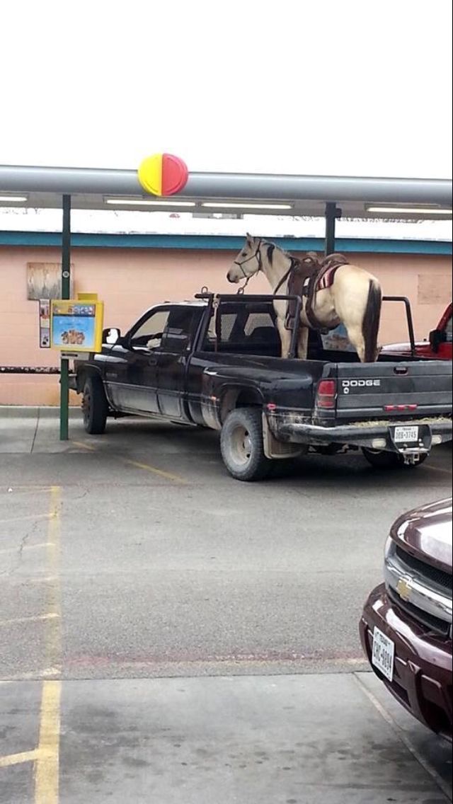 Horse Riding in the Trunk