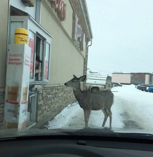 Deer Ordering at the Drive-Thru