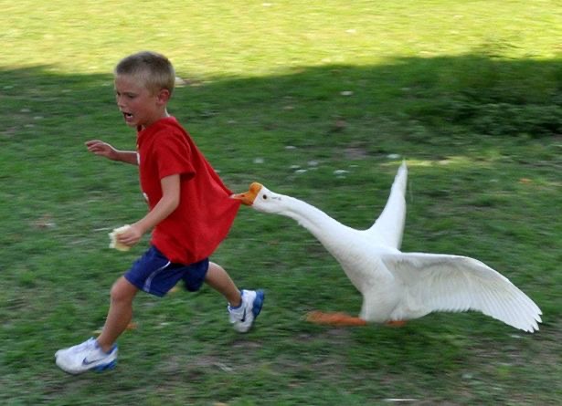 Goose Biting a Kid