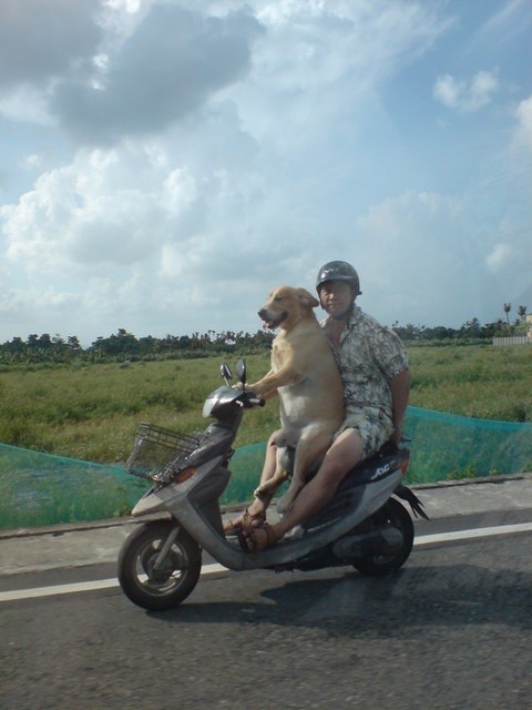 Man on a Motorcycle While His Dog Does the Steering