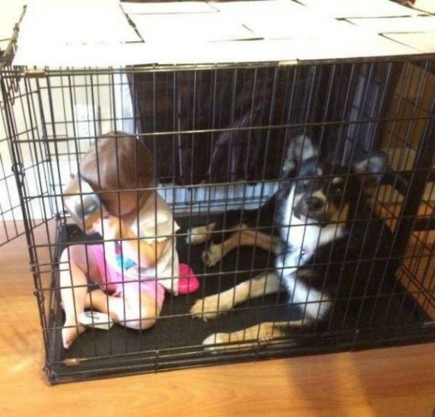 Baby In the Dog’s Cage 