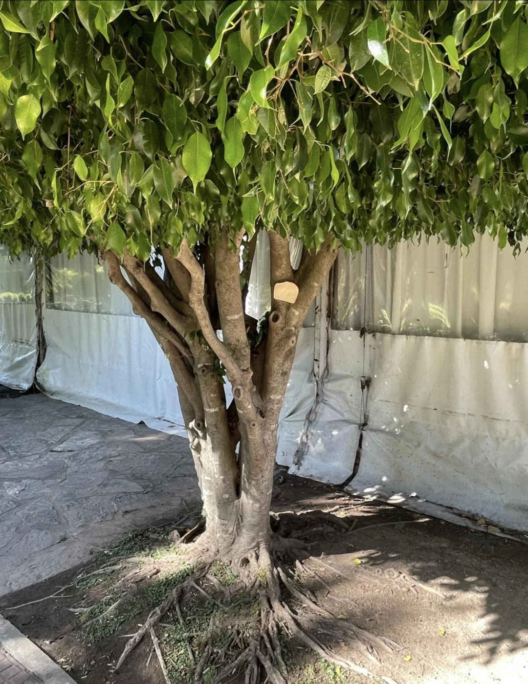 Just a piece of toast