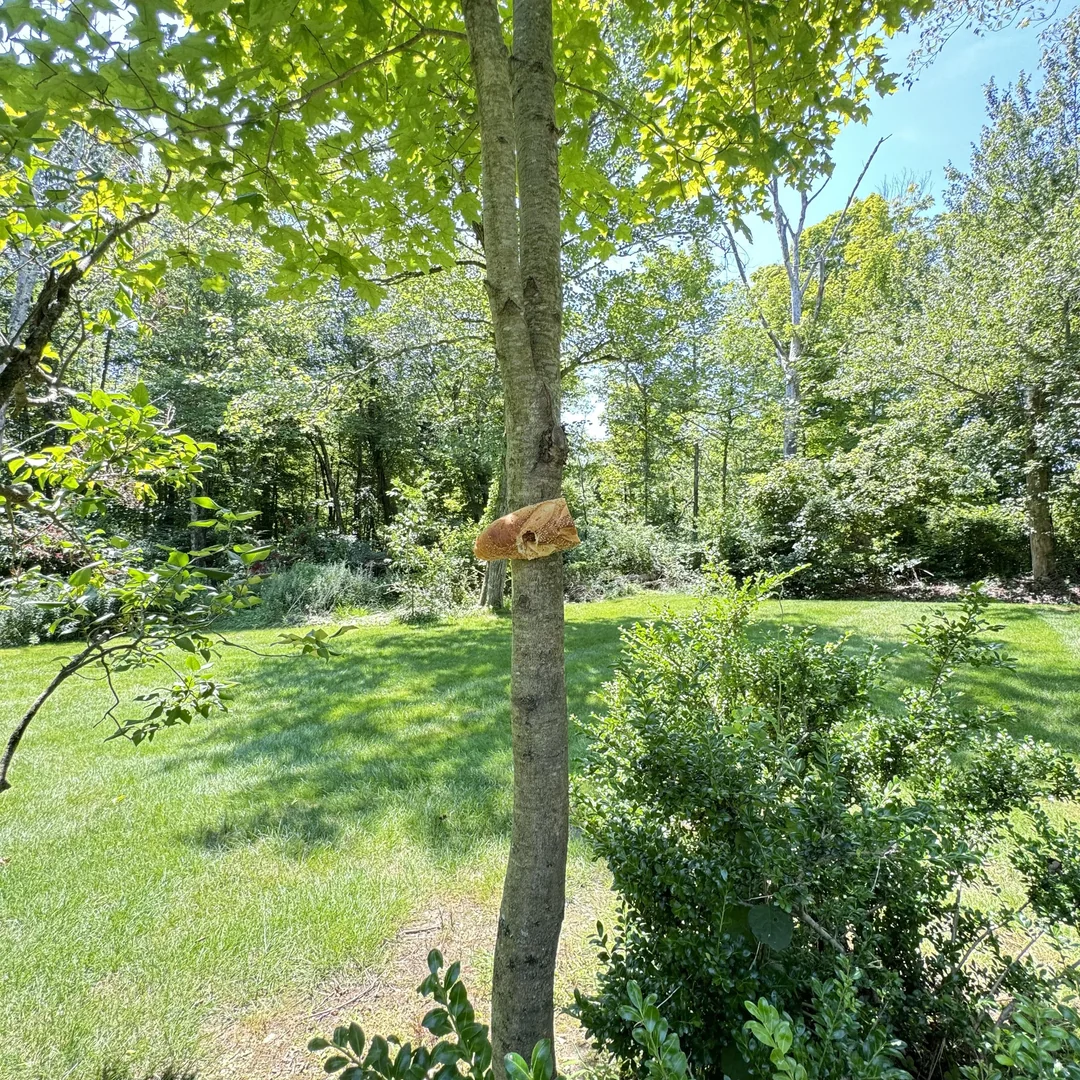 Italian loaf on a maple tree