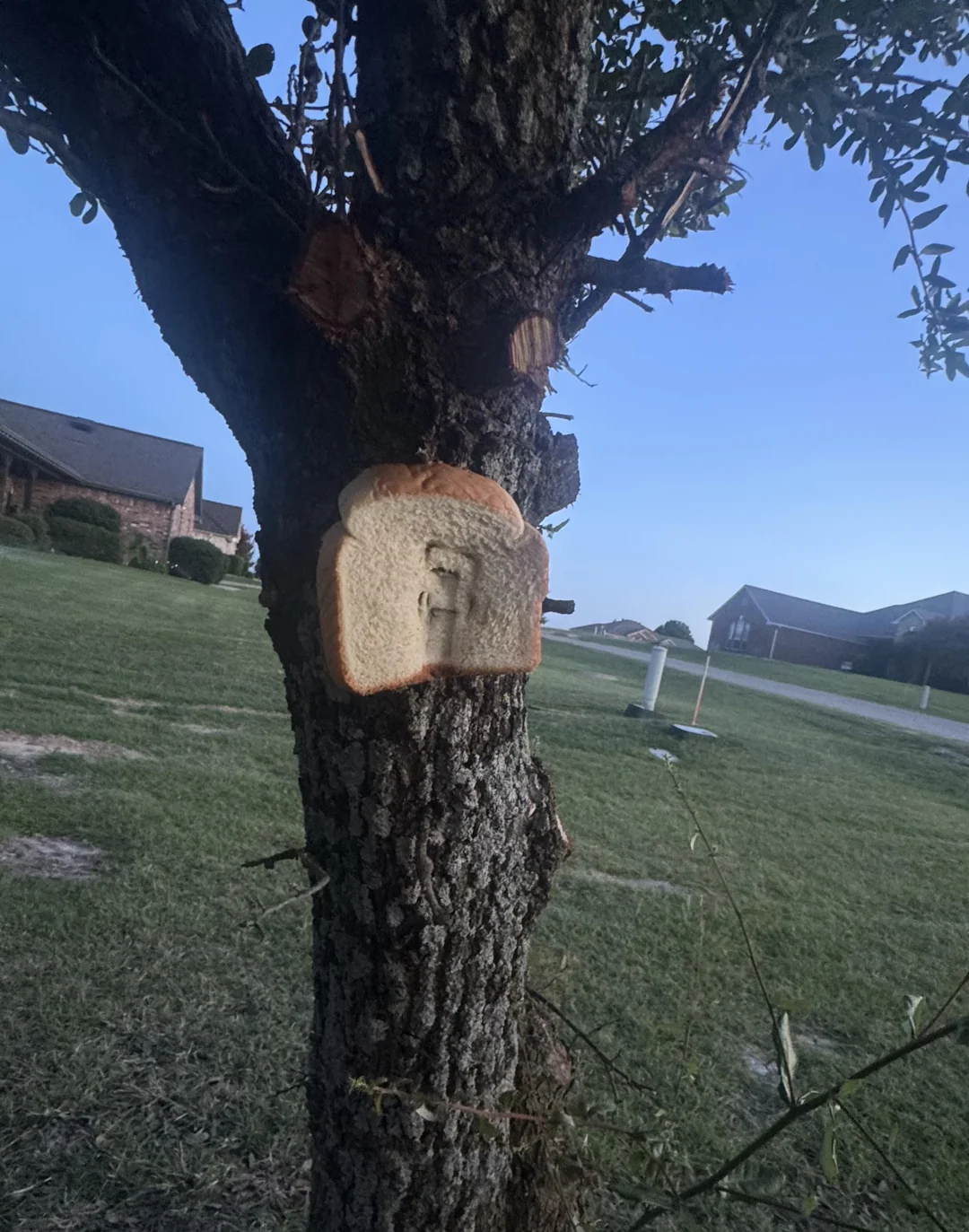 Pruned yard tree offer