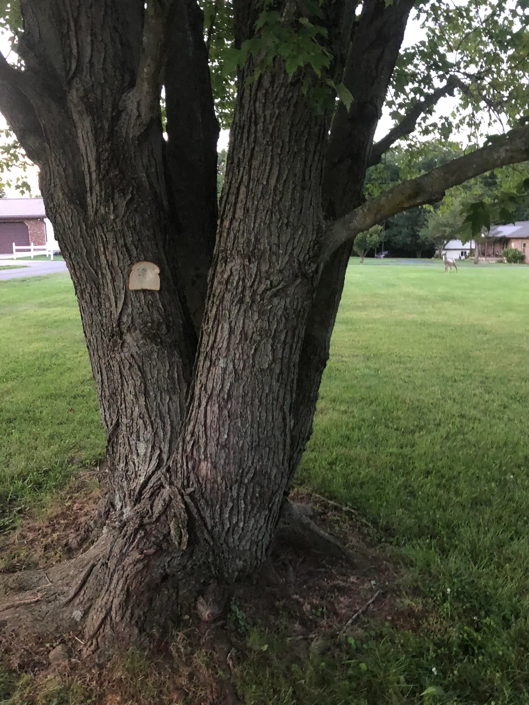 A split maple tree