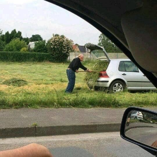 Man Stuffing Fresh Grass Into Car Trunk