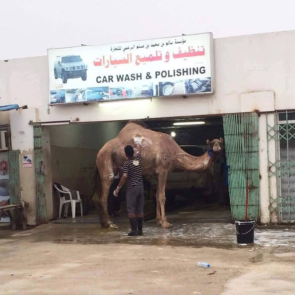 Man Washing a Camel at a Car Wash