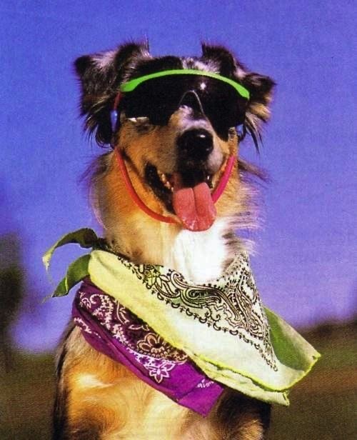 Dog With 80s Sunglasses and Bandanas