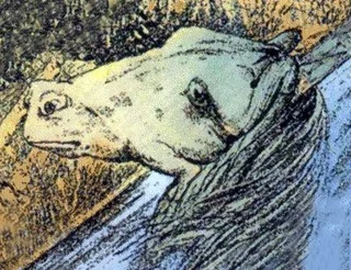 Frog or horse?