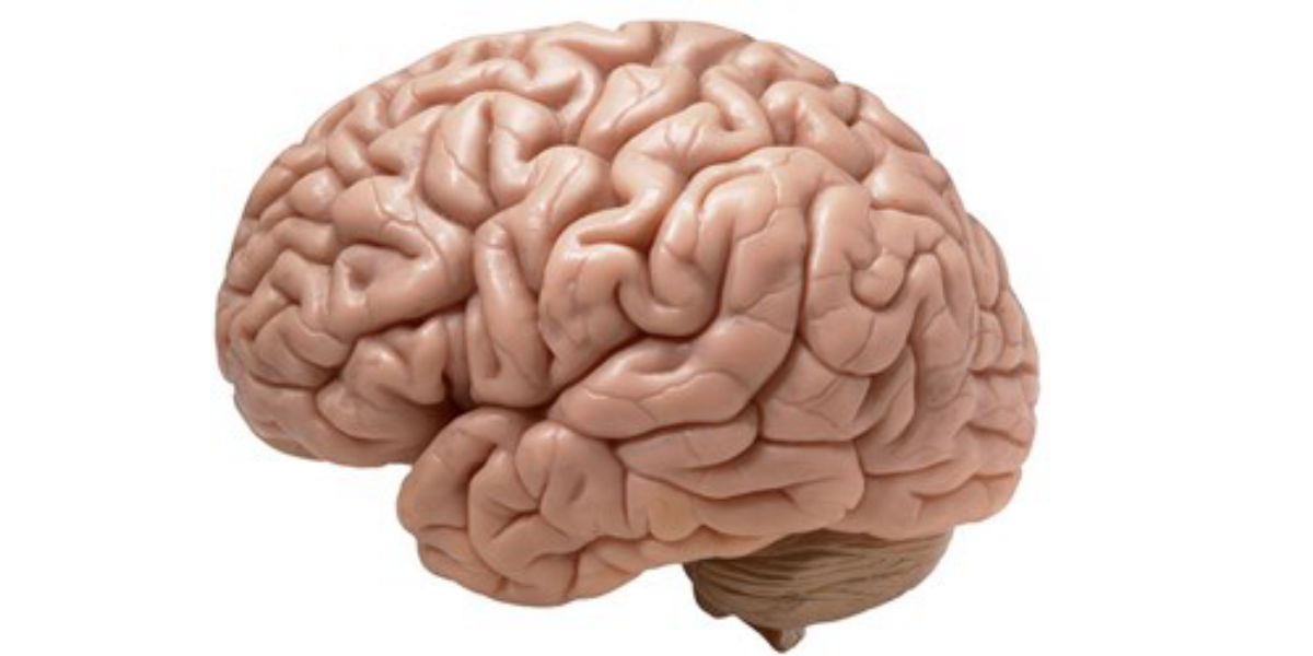 11. Humans use only 10% of their brains.