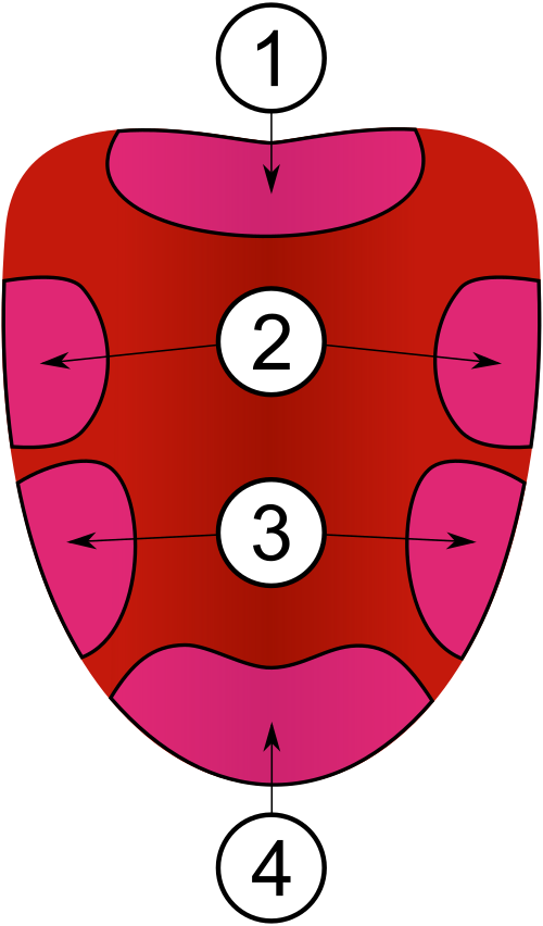 14. There are different “taste zones” on the tongue