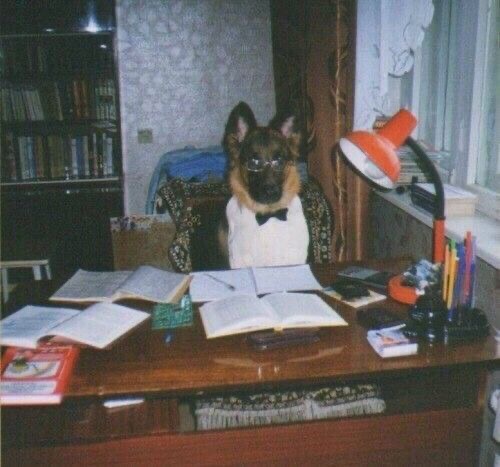 Dog in a Tuxedo at a Desk