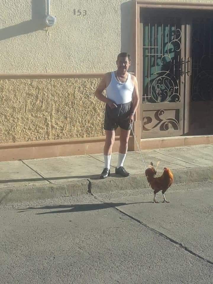 Man Walking His Chicken on a Leash