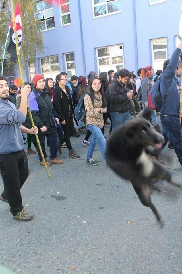 Dog Doing a Wild Jump