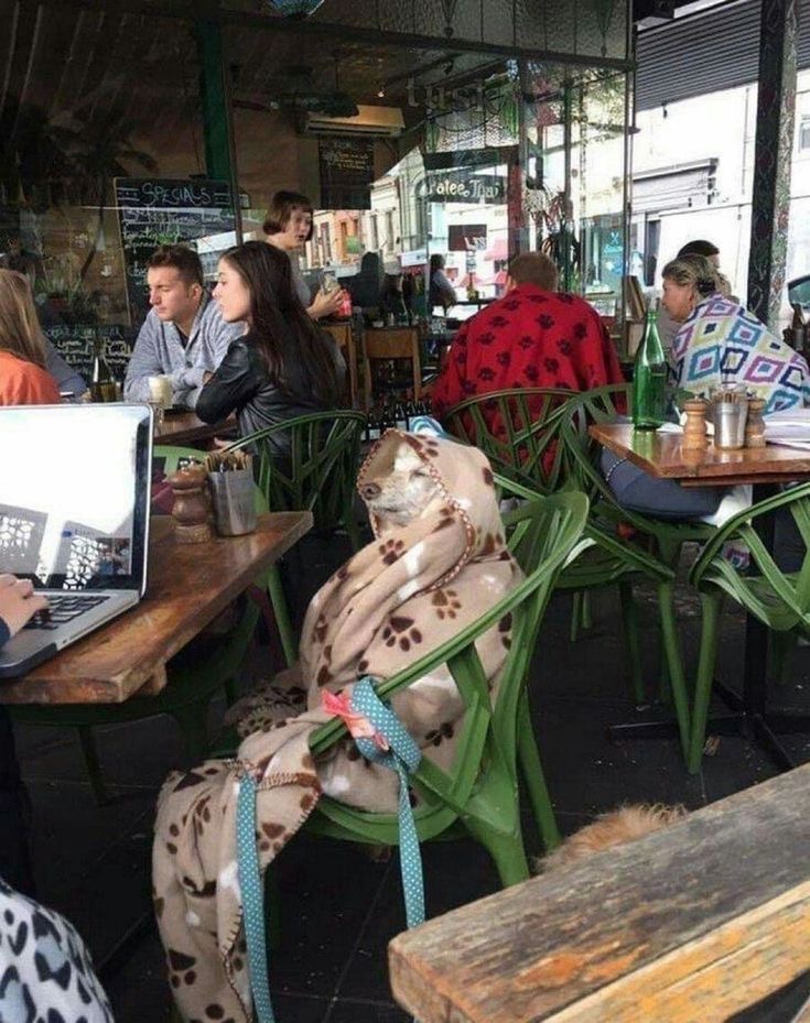 Little Dog All Bundled Up at a Bar