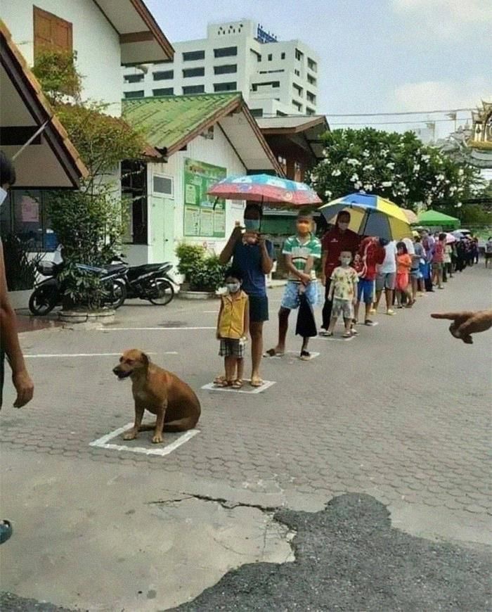 Dog Patiently Waiting in a Distanced Line