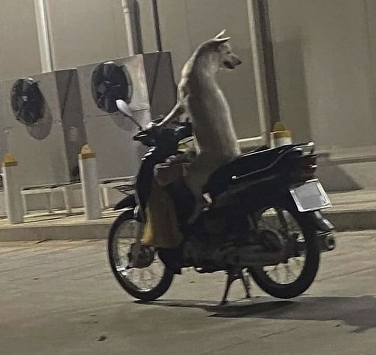 Dog Riding a Motorcycle