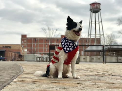 A town elected a dog as mayor