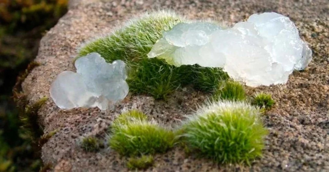 Once it rained jellyfish-like blobs