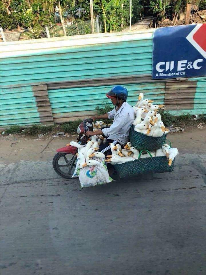 Guy Carries Dozens of Geese