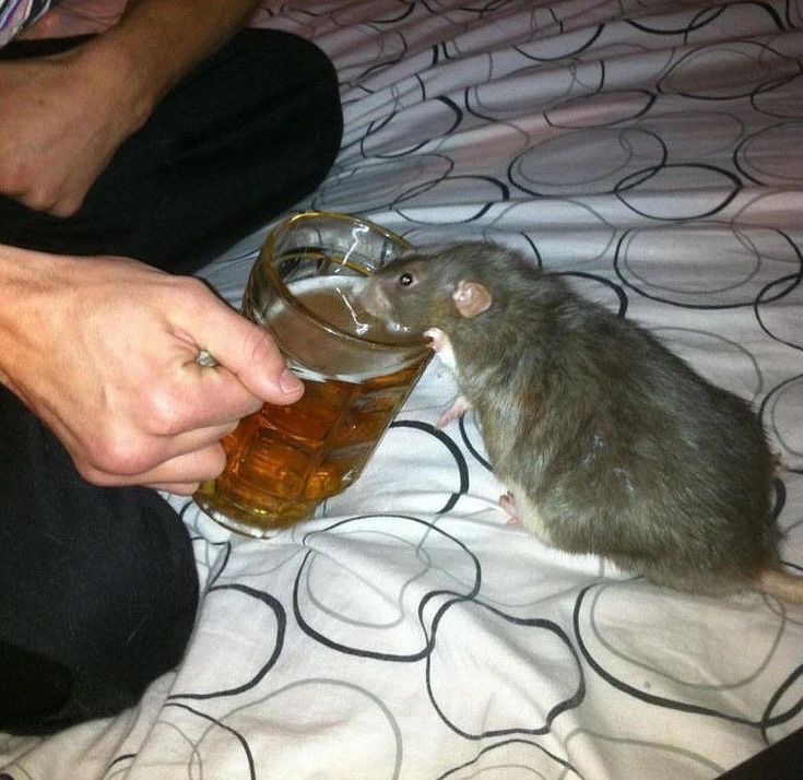 Rat Drinking a Beer