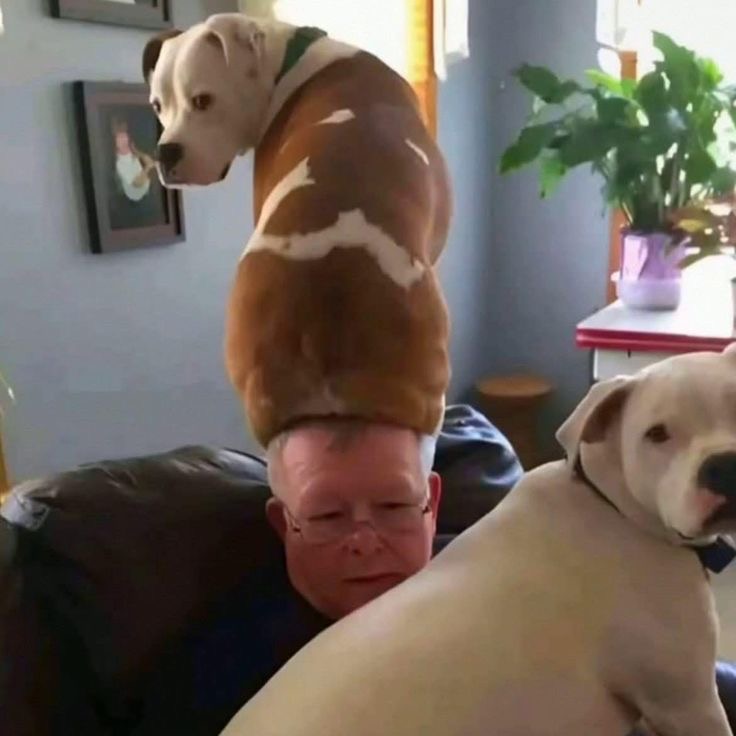 Dog Sitting on Owner’s Head