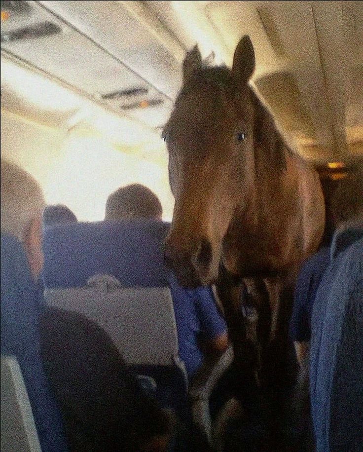 A Horse Traveling on an Airplane