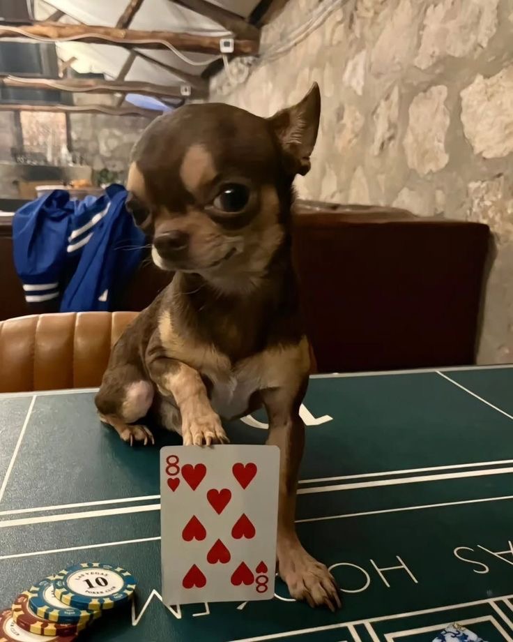 Dog Playing Poker Like He Owns the Table