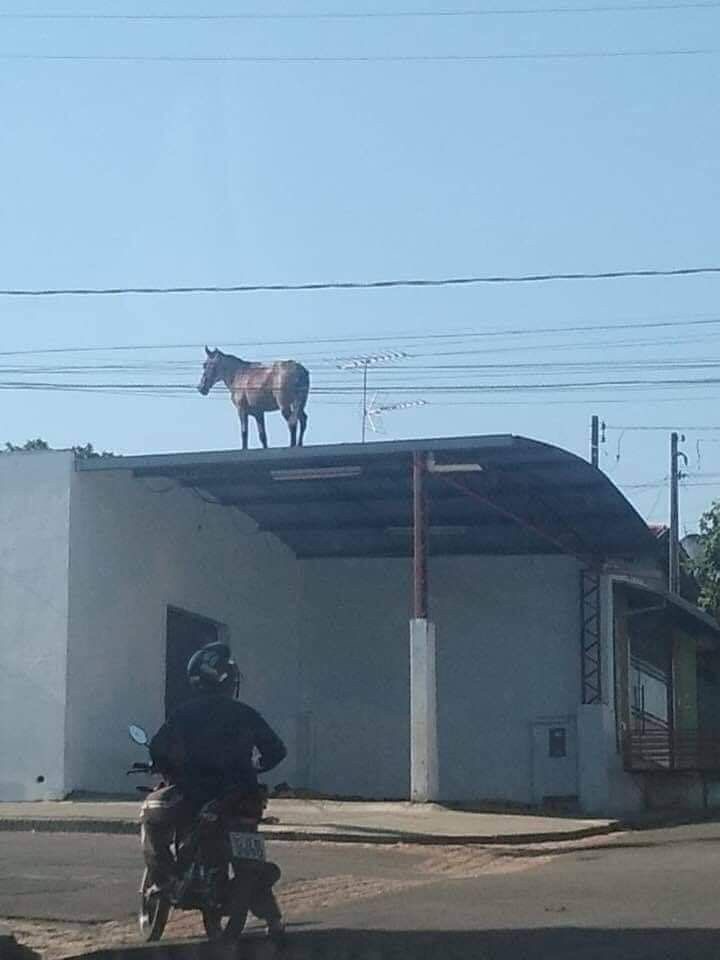 Horse Standing Alone on a Rooftop